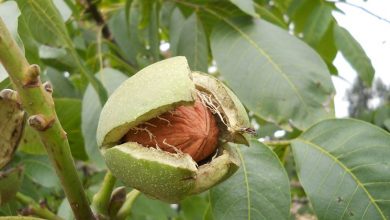 Photo of Walnut – Juglans regia