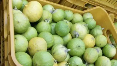 Photo of Óleo essencial de bergamota