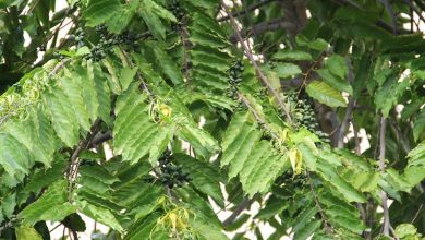 Photo of Óleo essencial de Ylang Ylang