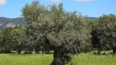 Photo of Controle de Pragas Organic Olive Grove: azeitonas voar, Prays de oliveira para …