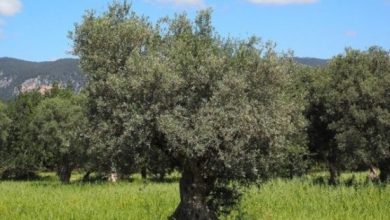 Photo of Controle de Pragas Organic Olive Grove: azeitonas voar, Prays de oliveira para …