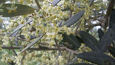 Photo of Flores de bach azeitonas