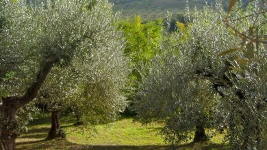 Photo of Oliveiras ou oliveiras