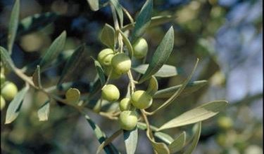 Photo of Oliveira – Olea europea