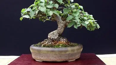 Photo of Olmo bonsai