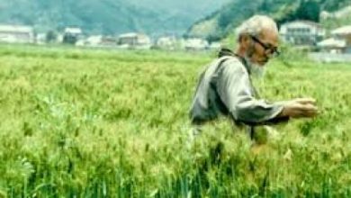 Photo of Ou não Jardim Método Fukuoka: Quais São SEUS Princípios?