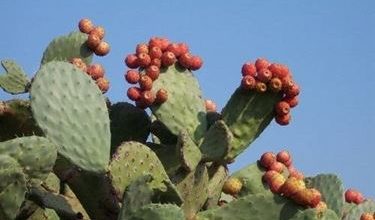 Photo of Opuntia