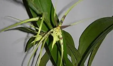 Photo of Orquídea brássia