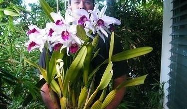 Photo of Orquídea cattleya