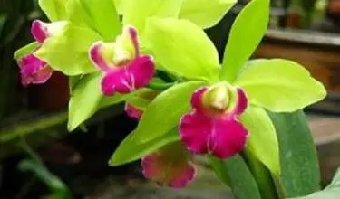 Photo of Orchidea Cattlkeya