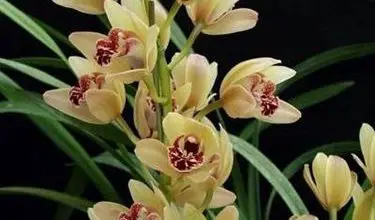 Photo of Orquídea Cymbidium