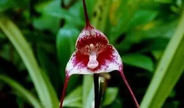 Photo of Orquídeas drácula