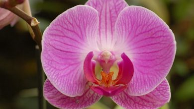 Photo of Flores de orquídea