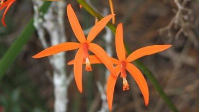 Photo of Orquídea laelia