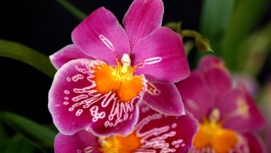 Photo of Orchidea miltonia