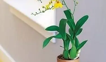 Photo of Orquídea Oncidium