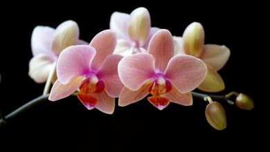 Photo of Orquídea Phalaenopsis