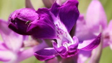 Photo of Orquídea Selvagem