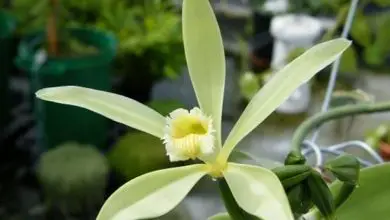 Photo of Orquídea baunilha