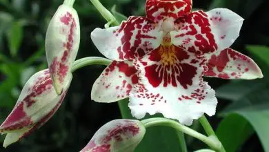 Photo of Orquídeas Cambria