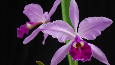 Photo of Orquídeas cattleya