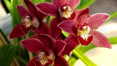 Photo of Cuidado de orquídeas