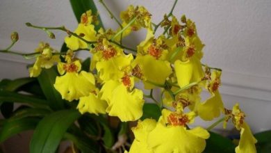 Photo of Orquídeas Oncidium