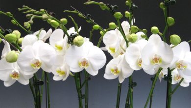 Photo of Orquídeas Phalaenopsis