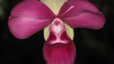Photo of Orquídeas phragmipedium