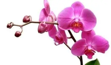 Photo of Orquídeas rosa