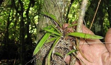 Photo of Orchidee selvatiche