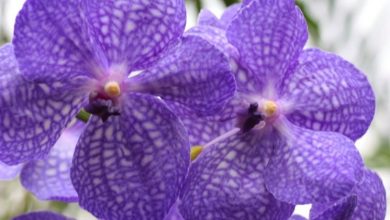 Photo of Espécies de orquídeas vanda