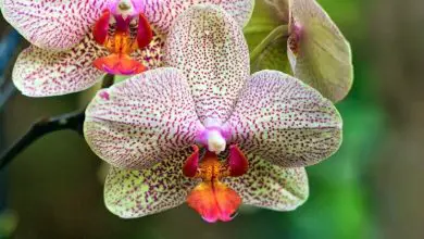 Photo of Orquídeas vanda