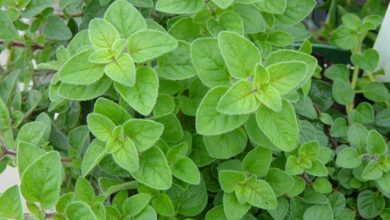 Photo of Orégano – Origanum vulgare