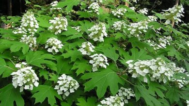 Photo of Hydrangea quercifolia