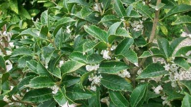 Photo of Osmanthus aquifolium