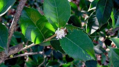 Photo of Osmanthus armatus