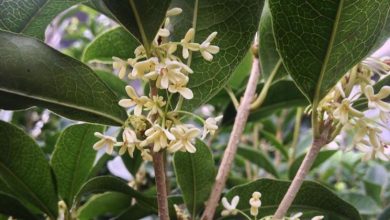 Photo of Osmanthus fragrans