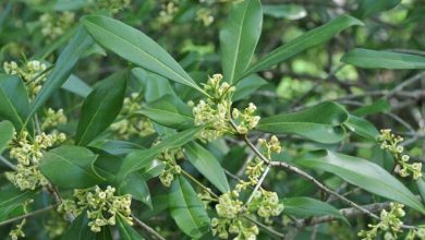 Photo of Osmanthus