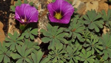 Photo of Oxalis