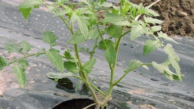 Photo of Mulching tomates