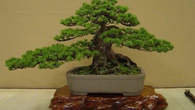 Photo of Páginas de bonsai verdes