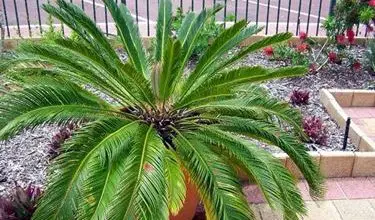 Photo of Palm cycas