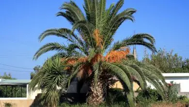 Photo of Planta de palma