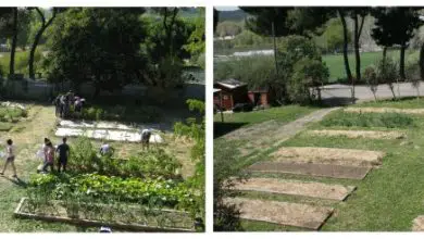 Photo of Jardim ecológica em Agrónomos – O ETSIA e iniciativas ecológicas