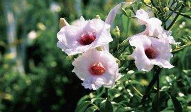 Photo of Pandorea (Pandorea Jasminoides)