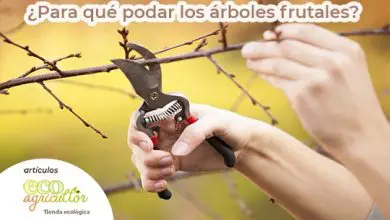 Photo of Portanto, como e when ameixa Árvores frutíferas