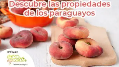 Photo of Paraguaio, Uma das frutas que cuidam de nós durante ou verão. Rápido Você já experimentou este pêssego suave?