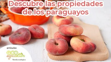 Photo of Paraguaio, Uma das frutas que cuidam de nós durante ou verão. Rápido Você já experimentou este pêssego suave?