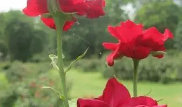 Photo of Pragas de rosas